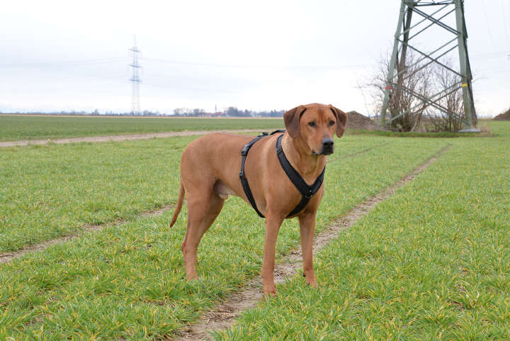 petlando Mesh Comf-YGeschirr